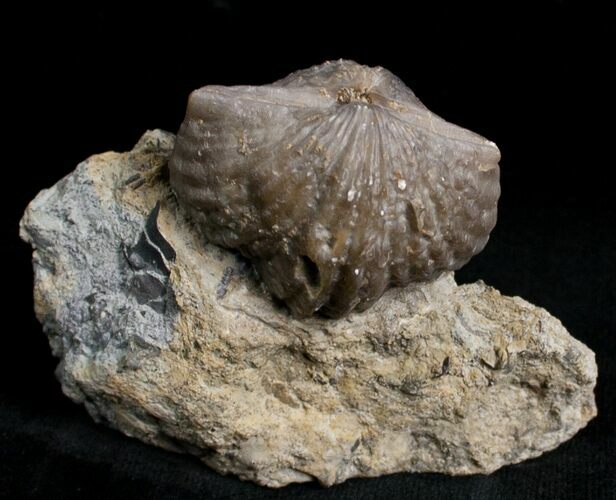 Platystrophia Brachiopod Fossil From Kentucky #6624